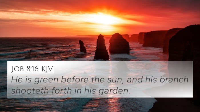 Job 8:16 KJV Bible Verse Image