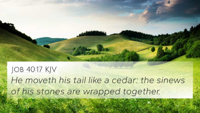Job 40:17 Explained